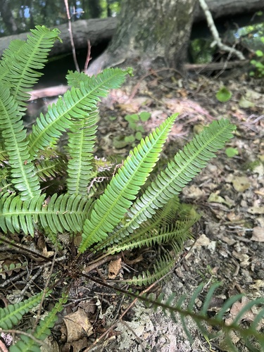 deer fern