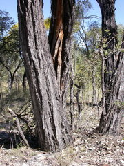 Eucalyptus farinosa