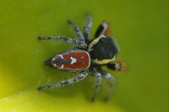 Phidippus cruentus