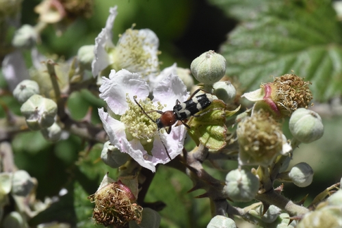 Chlorophorus trifasciatus