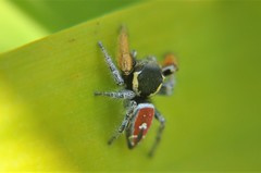 Phidippus cruentus