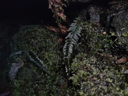 Hymenasplenium obliquissimum iNat (3)