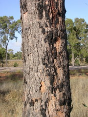 Corymbia plena