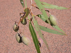 Corymbia plena