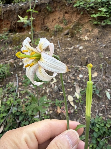 Lilium kelloggii, photograph 5
