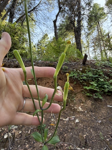 Lilium kelloggii, photograph 6