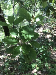 Quercus × morehus