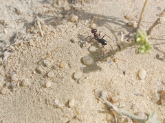 Cataglyphis adenensis