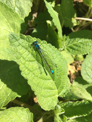 Zoniagrion exclamationis