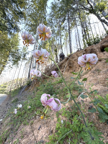 Lilium kelloggii, photograph 3