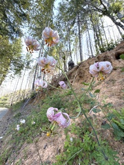 (c) Dee Shea Himes, some rights reserved (CC BY) Lilium kelloggii, photograph (c) Dee Shea Himes, some rights reserved (CC BY)