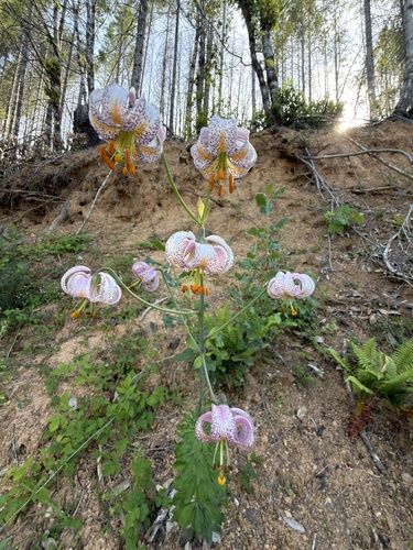 Lilium kelloggii, photograph 4