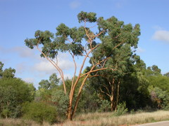 Eucalyptus similis