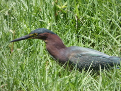 Butorides virescens image