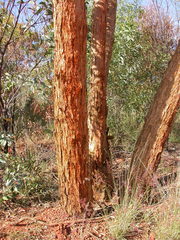 Eucalyptus similis