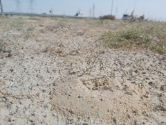 Cataglyphis adenensis