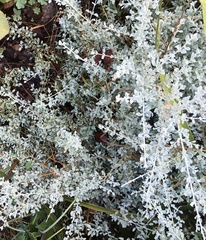 Chenopodium curvispicatum