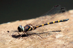 Cordulephya pygmaea