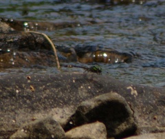 Ophiogomphus mainensis
