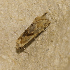 Cochylimorpha straminea