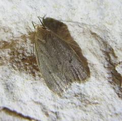 Inga obscuromaculella