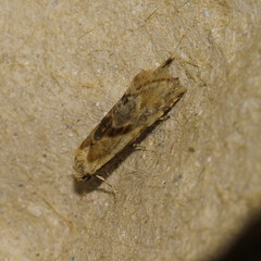 Cochylimorpha straminea