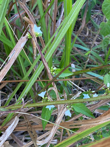 Jacquemontia paniculata, photograph 2