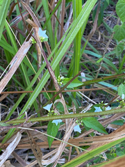 Jacquemontia paniculata, photograph (c) smathichong, some rights reserved (CC BY)