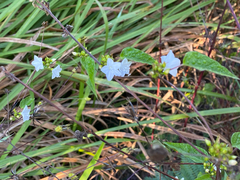Jacquemontia paniculata, photograph (c) smathichong, some rights reserved (CC BY)