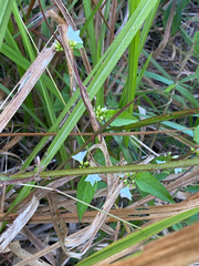 Jacquemontia paniculata, photograph (c) smathichong, some rights reserved (CC BY)