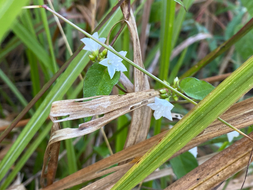 Jacquemontia paniculata (Jacquemontia paniculata)