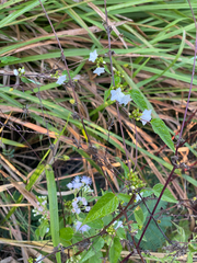 Jacquemontia paniculata, photograph (c) smathichong, some rights reserved (CC BY)
