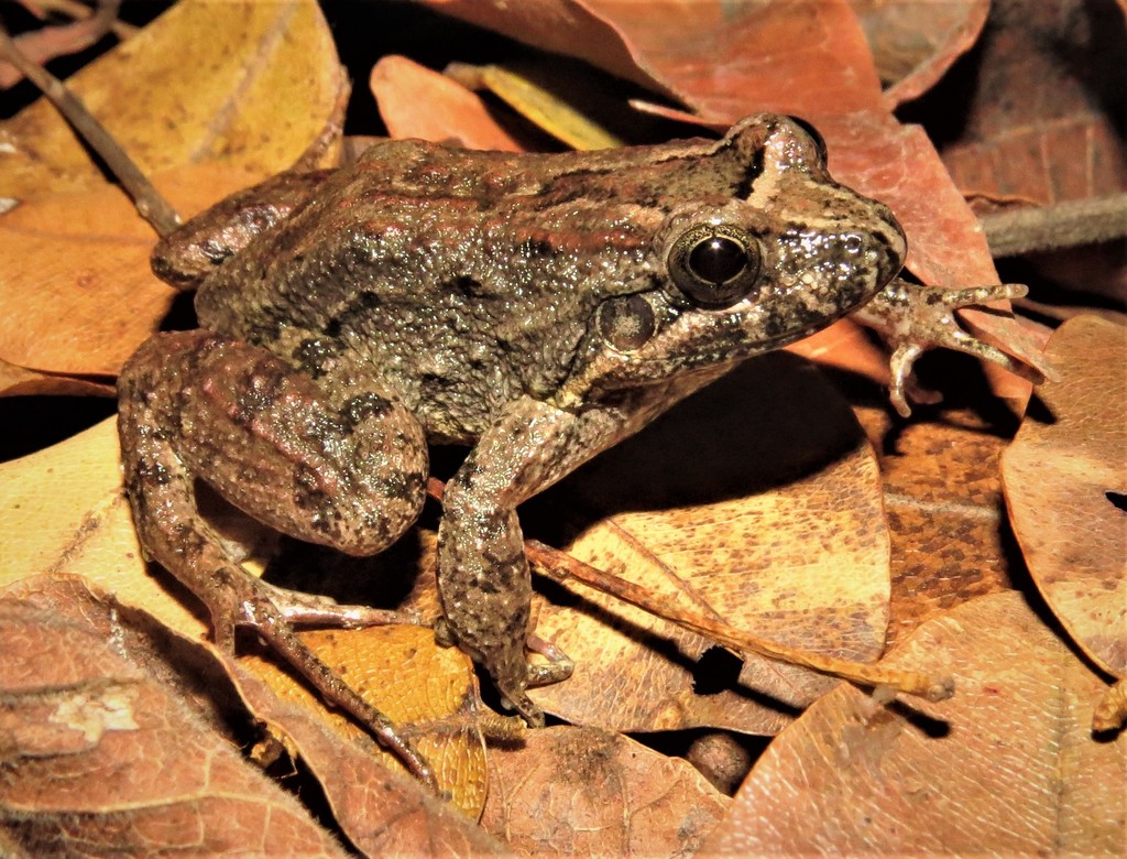 Pointedbelly Frog