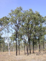 Eucalyptus drepanophylla