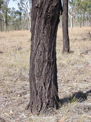 Eucalyptus drepanophylla