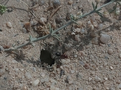 Cataglyphis adenensis