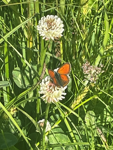 Purple-edged Copper