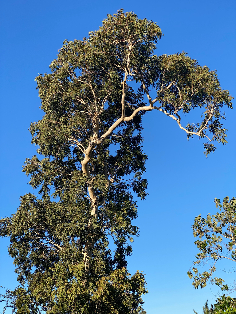 Ampupu (Eucalyptus alba)