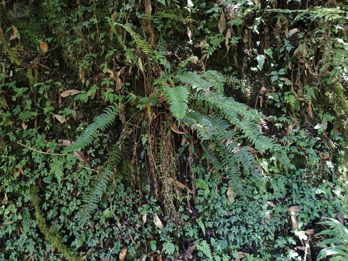 Polystichum acutidens observed 2026-06-20