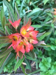 Euphorbia griffithii