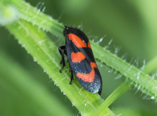 Common Froghopper