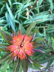 Euphorbia griffithii