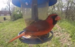 Cardinalis cardinalis