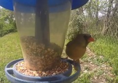 Cardinalis cardinalis