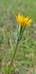Agoseris retrorsa