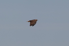Buteo jamaicensis