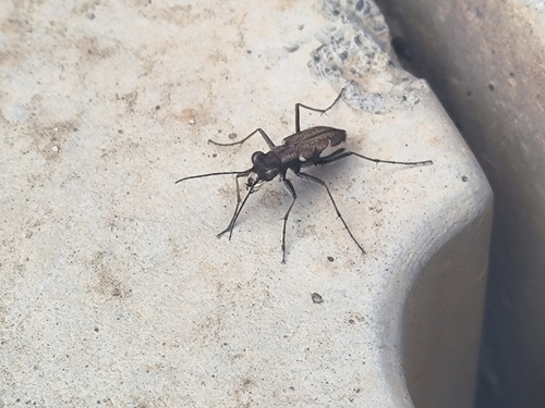 Cylindera murzinorum