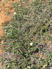 Calystegia stebbinsii