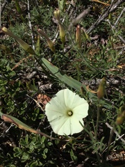 Calystegia stebbinsii