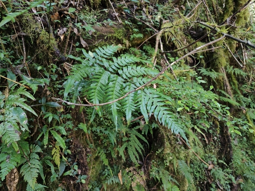 Pteris terminalis observed 2026-06-20